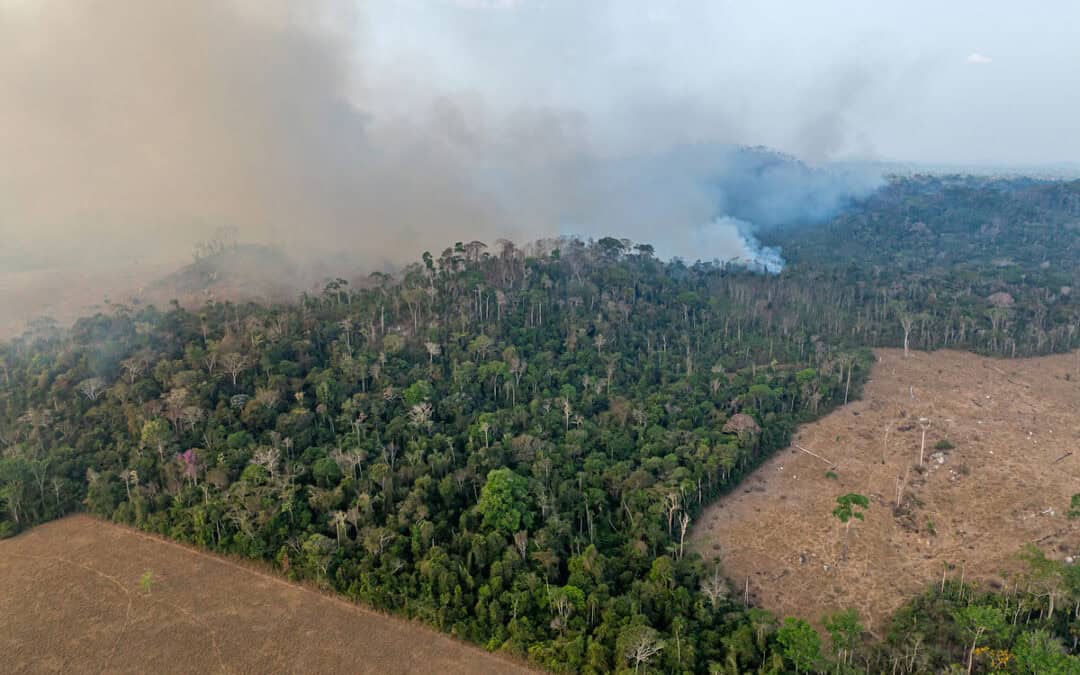 Amazonas: Neue Studie warnt vor 1,4 Millionen Hektar zusätzlicher Entwaldung