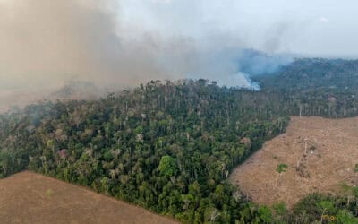 Amazonas: Neue Studie warnt vor 1,4 Millionen Hektar zusätzlicher Entwaldung