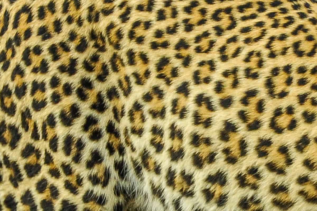 Fellmuster Afrikanischer Leopard