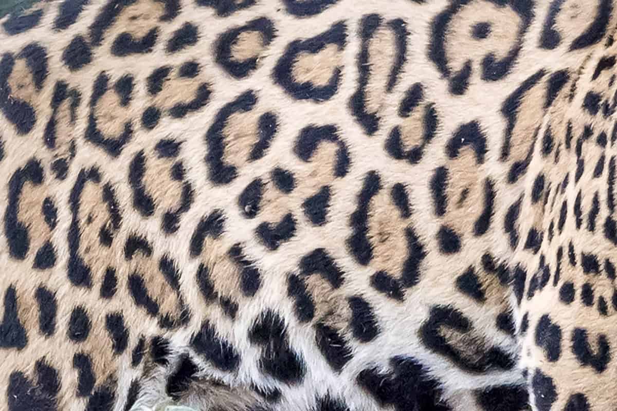 Fellmuster Jaguar