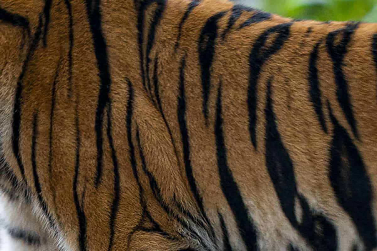 Fellmuster Tiger