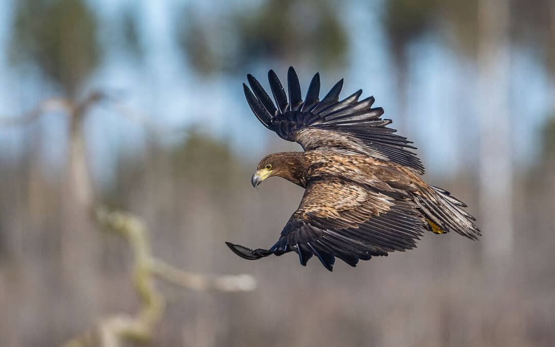 Neuer Seeadler-Rekord in Österreich: WWF-Zählung erfasst so viele Paare wie noch nie
