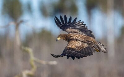 Neuer Seeadler-Rekord in Österreich: WWF-Zählung erfasst so viele Paare wie noch nie