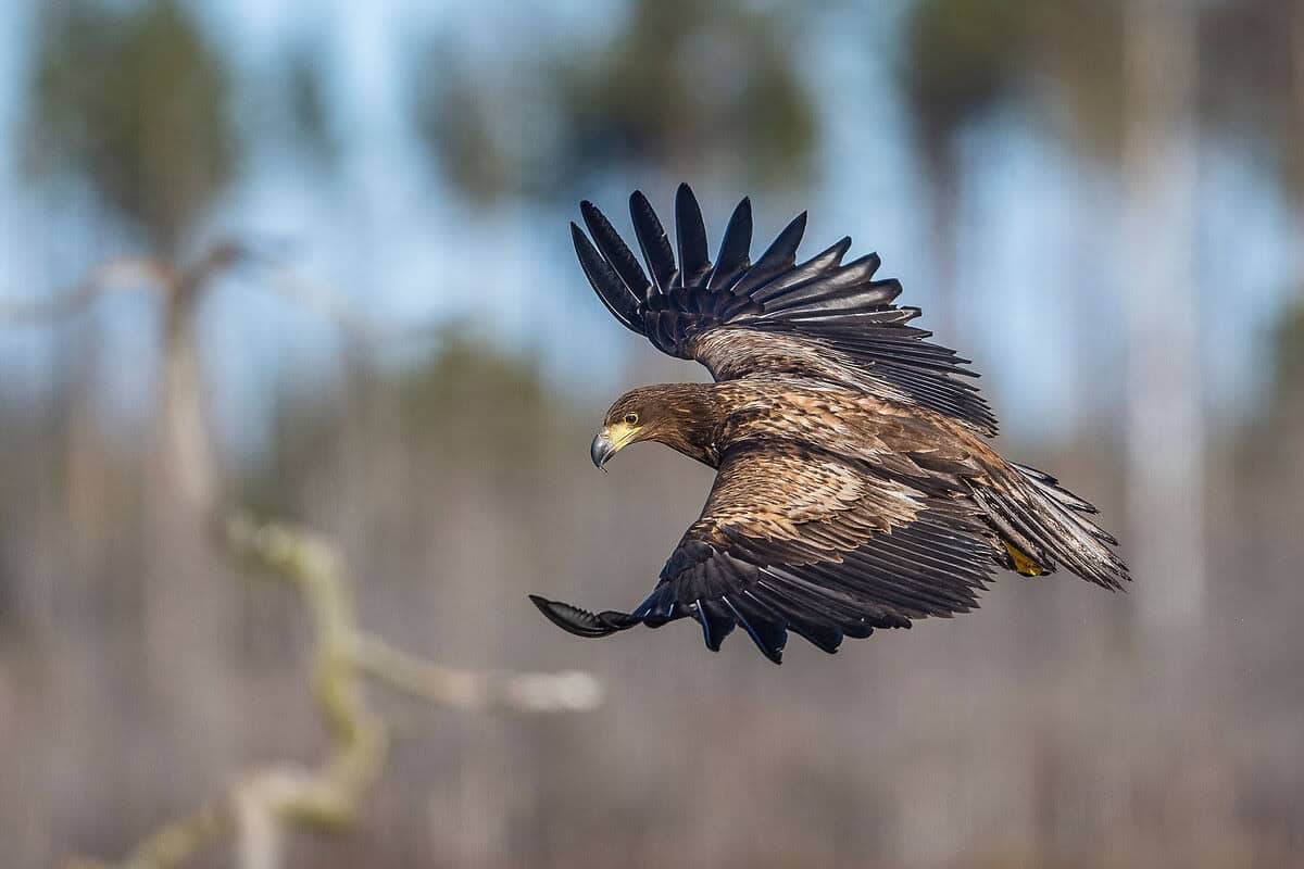 Ein Seeadler fliegt mit ausgebreiteten Flügeln vor unscharfer Landschaft.
