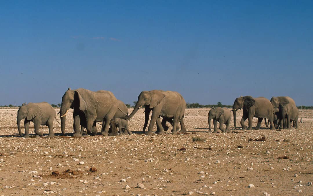 Elefanten in der Klimakrise: WWF warnt vor “gefährlichem Cocktail” für Dickhäuter