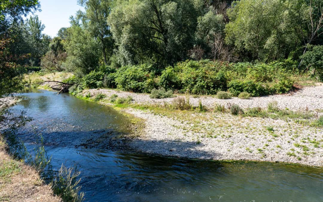 Klimakrise trifft verbaute Flüsse besonders hart: WWF fordert Renaturierung zum Schutz seltener Huchen