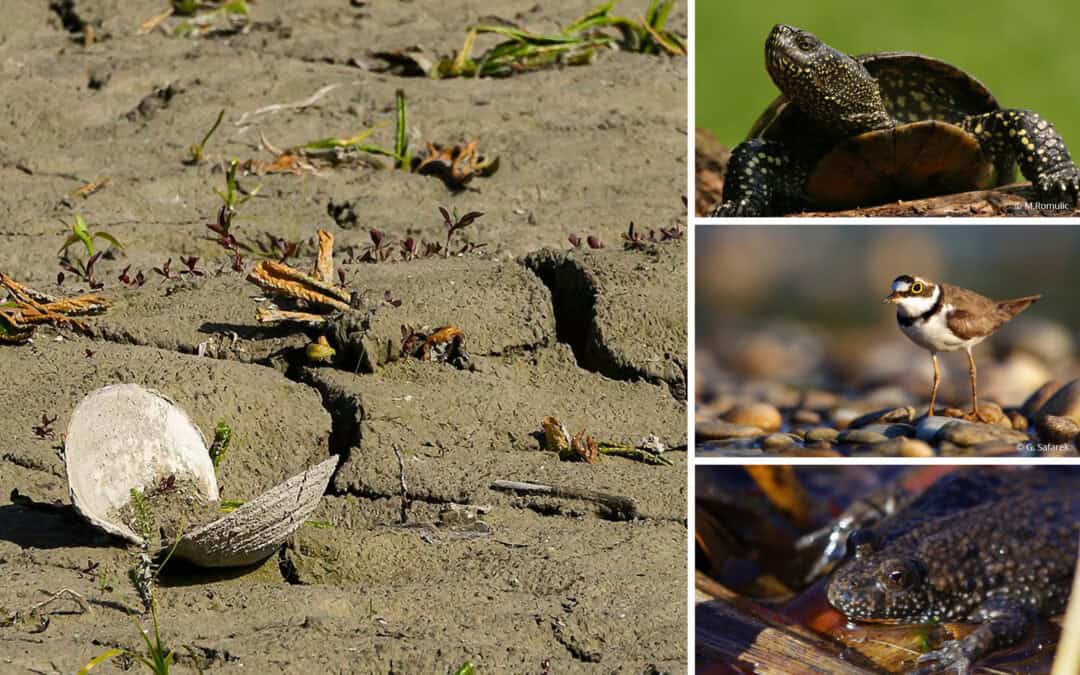 WWF warnt vor Artenverlust in der Unteren Lobau