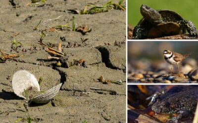WWF warnt vor Artenverlust in der Unteren Lobau