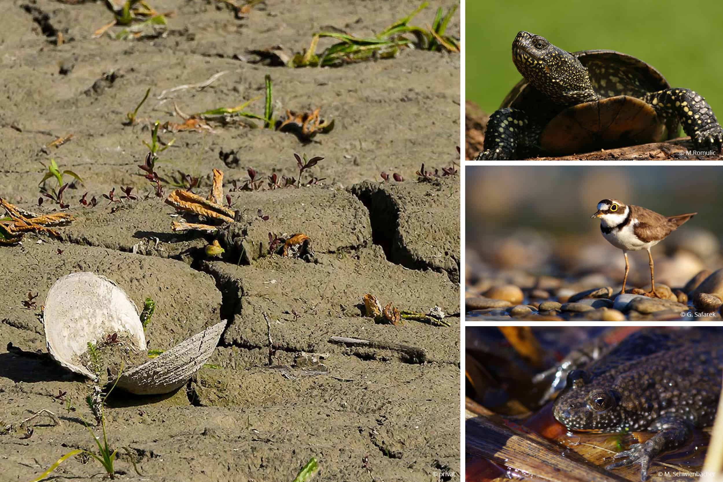 Verlorene Eierschale im trockenen Boden mit kleinen Pflanzen.