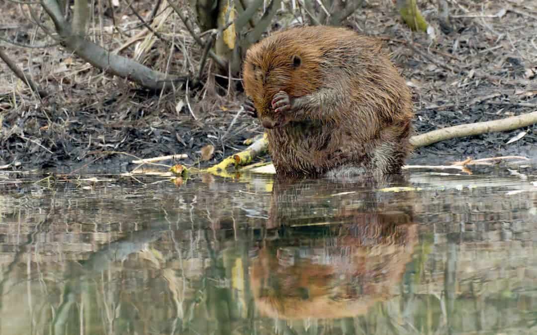 WWF-Auswertung: Tötungskontingente für über 1.000 Biber in sechs Bundesländern
