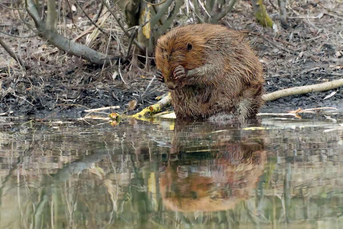 Biber am Wasser