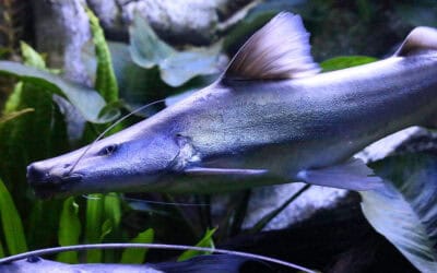 WWF: Amazonas-Fische helfen, den Regenwald zu erhalten – 144 Arten bedroht