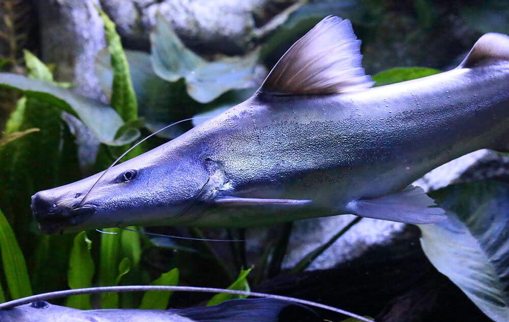 Dourada-Wels_Brachyplatystoma-rousseauxii-c-Pierre-de-Chabannes_pierrewildlife_off
