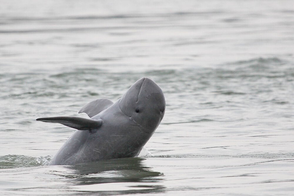 Mekong Irrawaddy Dolphin (Orcaella brevirostris)