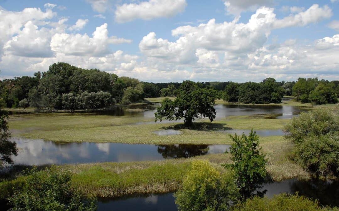 EU-Klimaresilienz: 34 Organisationen fordern Vorrang für naturbasierte Lösungen