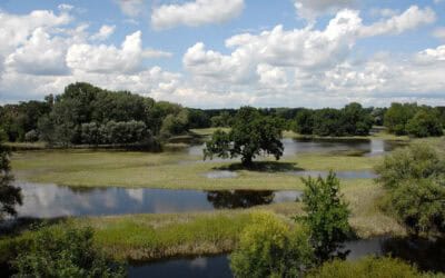 EU-Klimaresilienz: 34 Organisationen fordern Vorrang für naturbasierte Lösungen