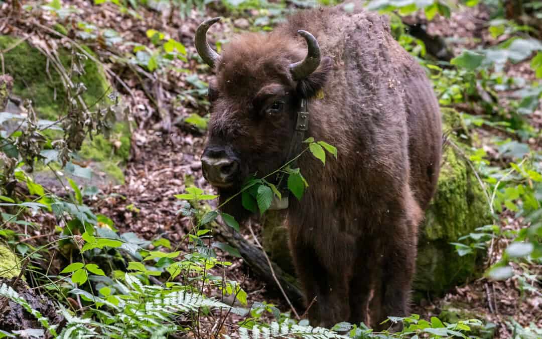 Artenschutzprojekt im Kaukasus erfolgreich: Herde mit Tiroler Bison-Kuh „Ina“ wächst
