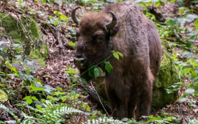 Artenschutzprojekt im Kaukasus erfolgreich: Herde mit Tiroler Bison-Kuh „Ina“ wächst