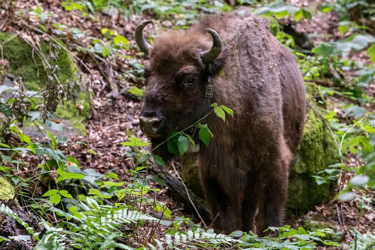 Bison-Kuh Ina