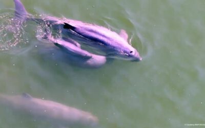 WWF-Erfolg: Flussdelfin-Nachwuchs im Mekong