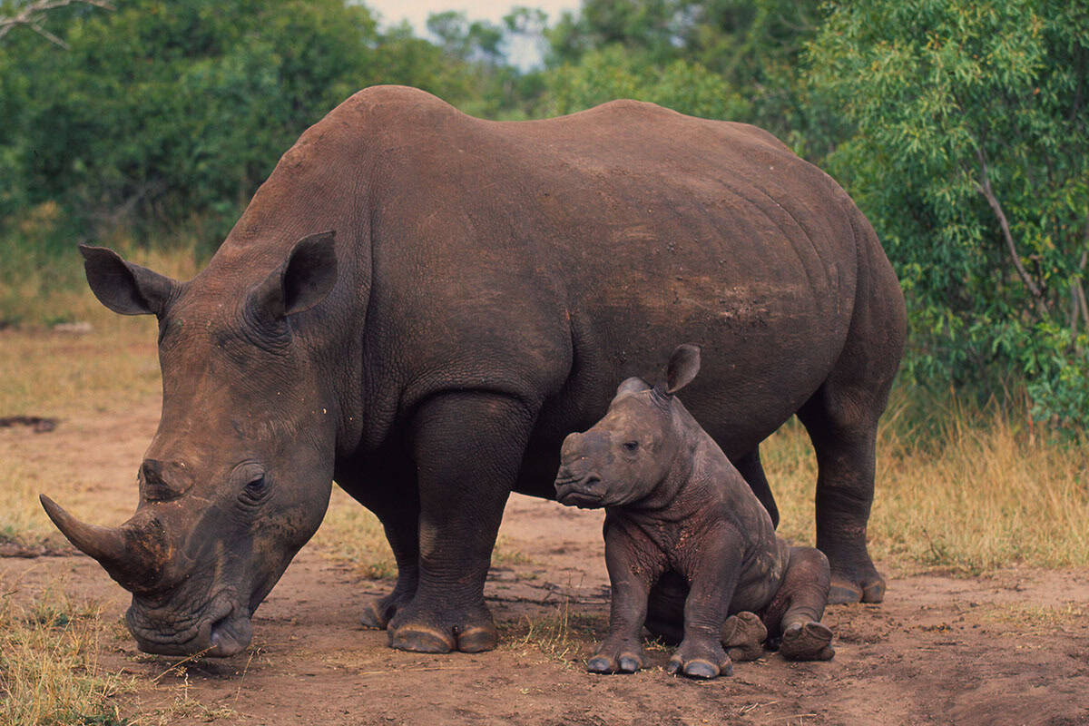 Breitmaulnashorn