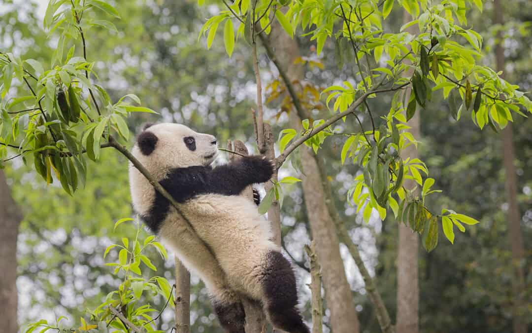 Referat: Großer Panda