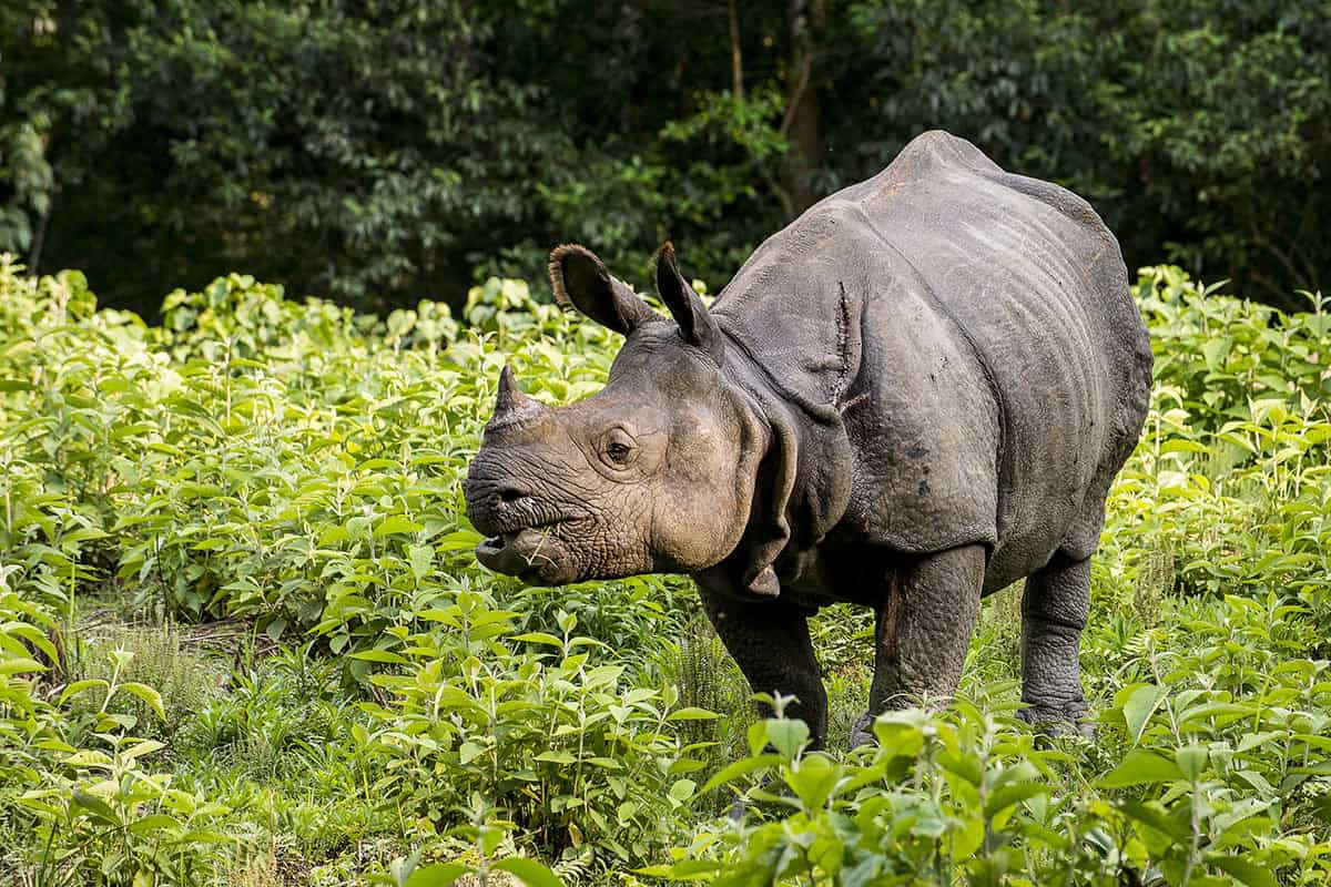 Indisches Panzernashorn