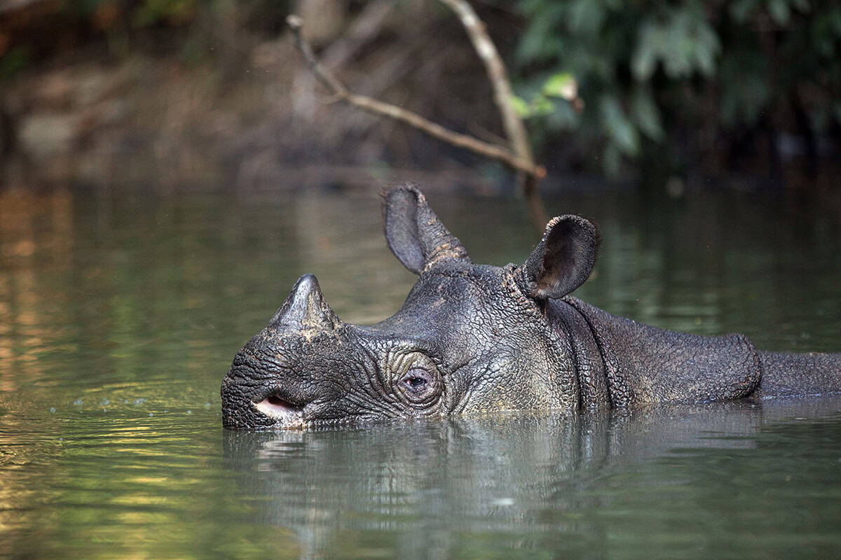 Java Nashorn