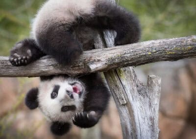 Junger Großer Panda