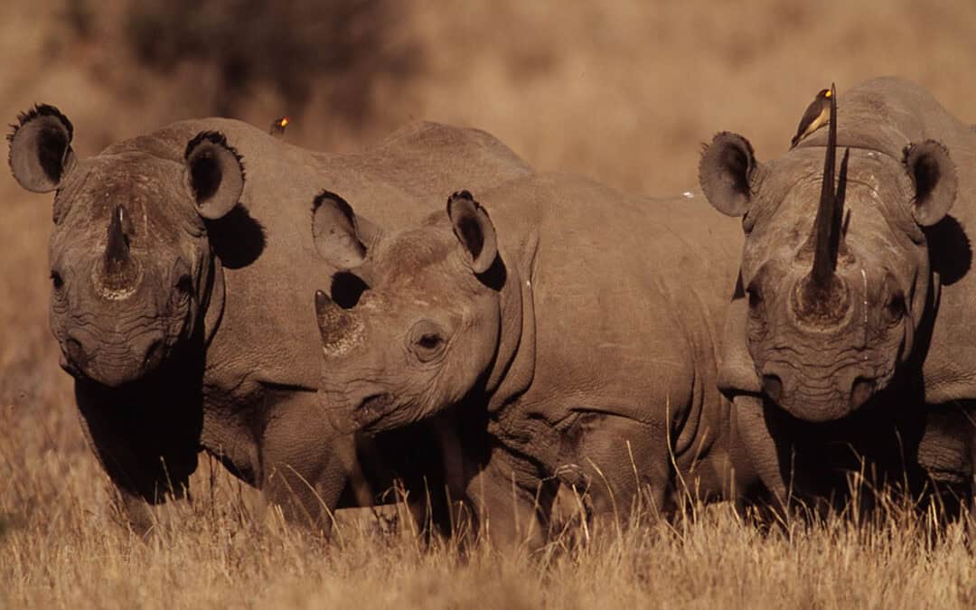 Die fünf Nashorn-Arten: Seltene Tiere mit verblüffenden Unterschieden