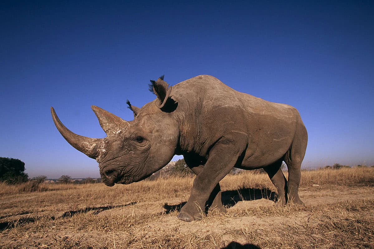 Spitzmaulnashorn
