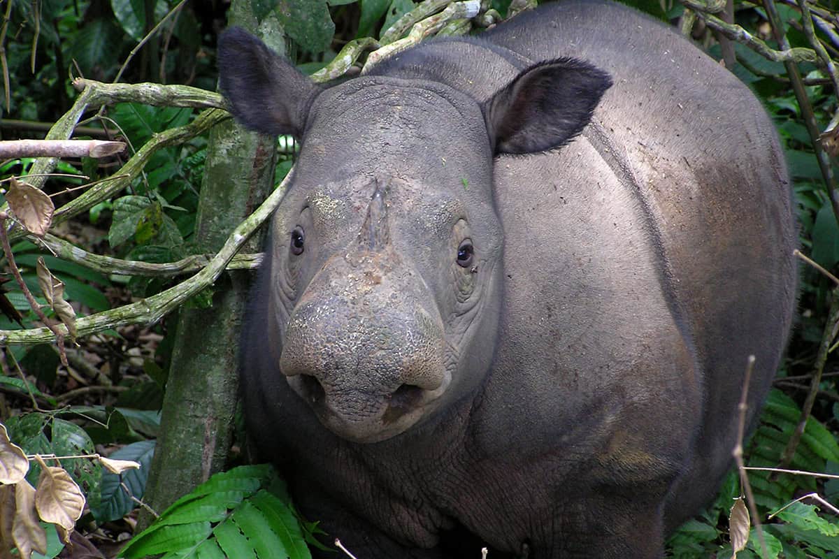 Sumatra Nashorn