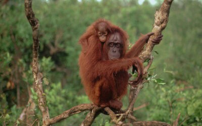 Waldbrände auf Borneo: WWF fordert Soforthilfe für Orang-Utans