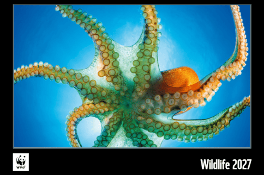 WWF Jahreskalender_2027 Titelbild_kl Titelbild des WWF Jahreskalenders 2026 Ein Wasserbüffel liegt halb im Gras und halb im Schlamm, sein Kopf und seine Hörner sind mit grünen Wasserpflanzen und Gräsern bedeckt. Nur Nase, Augen und Hörner sind klar erkennbar. Das Tier ruht in einer feuchten Wiese und ist durch die Pflanzen fast vollständig getarnt.