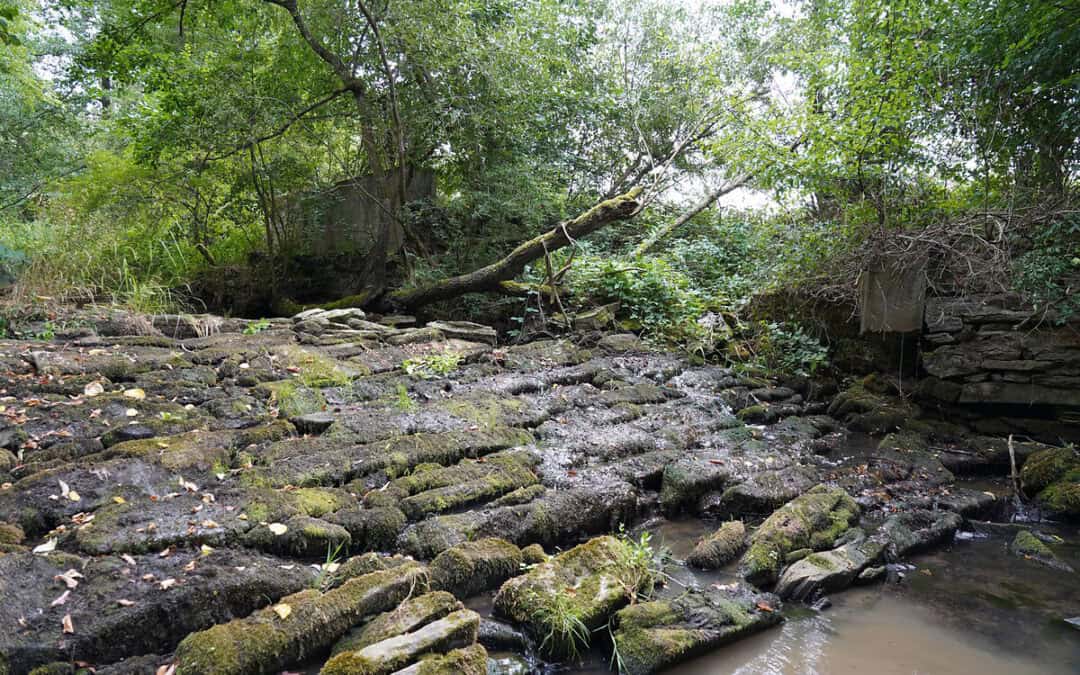 Niederösterreich: WWF plant Rückbau von sechs Flussbarrieren