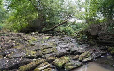 Niederösterreich: WWF plant Rückbau von sechs Flussbarrieren