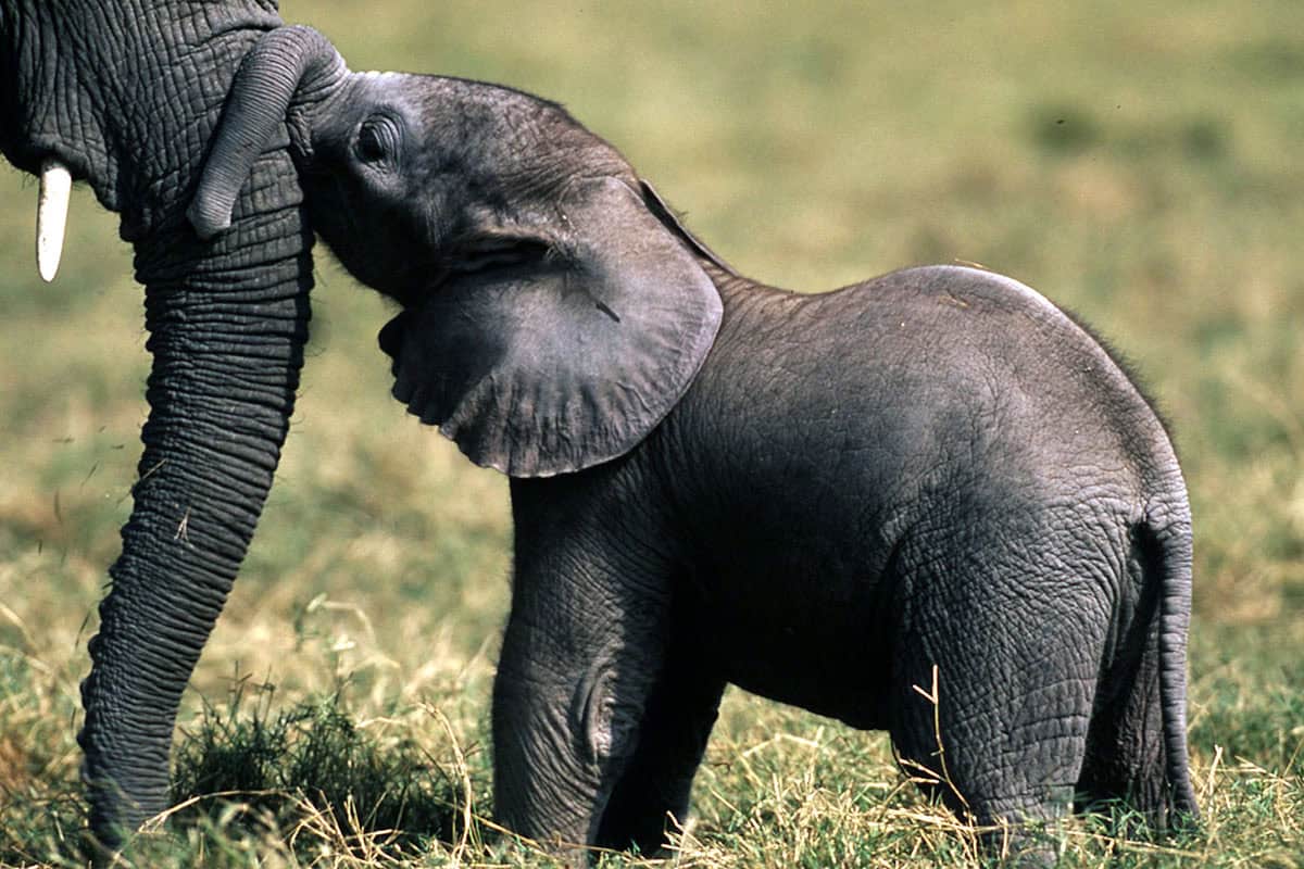 Afrikanischer Savannenelefant - Baby