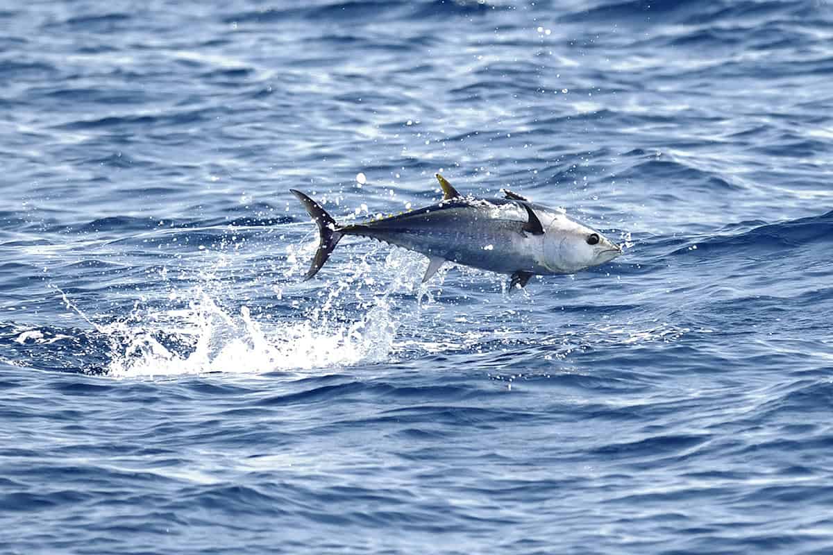 Blauflossen-Thunfisch springt aus dem Wasser