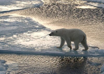 EIsbär auf Eisscholle