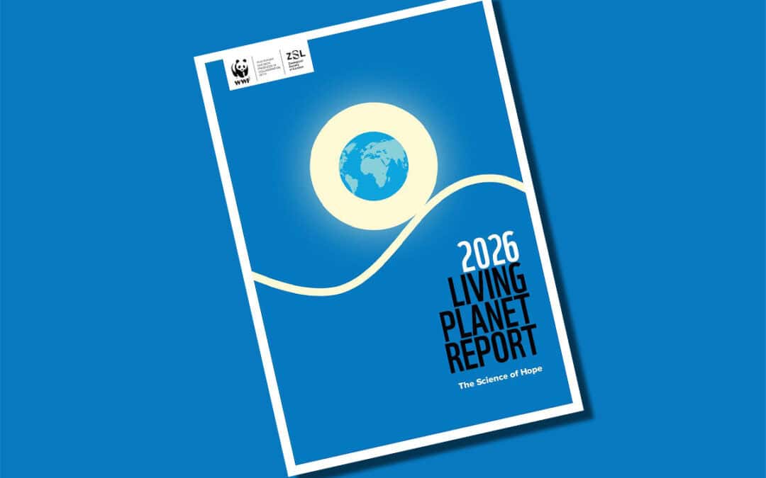 Living Planet Report 2026: Wildtierbestände schrumpfen dramatisch
