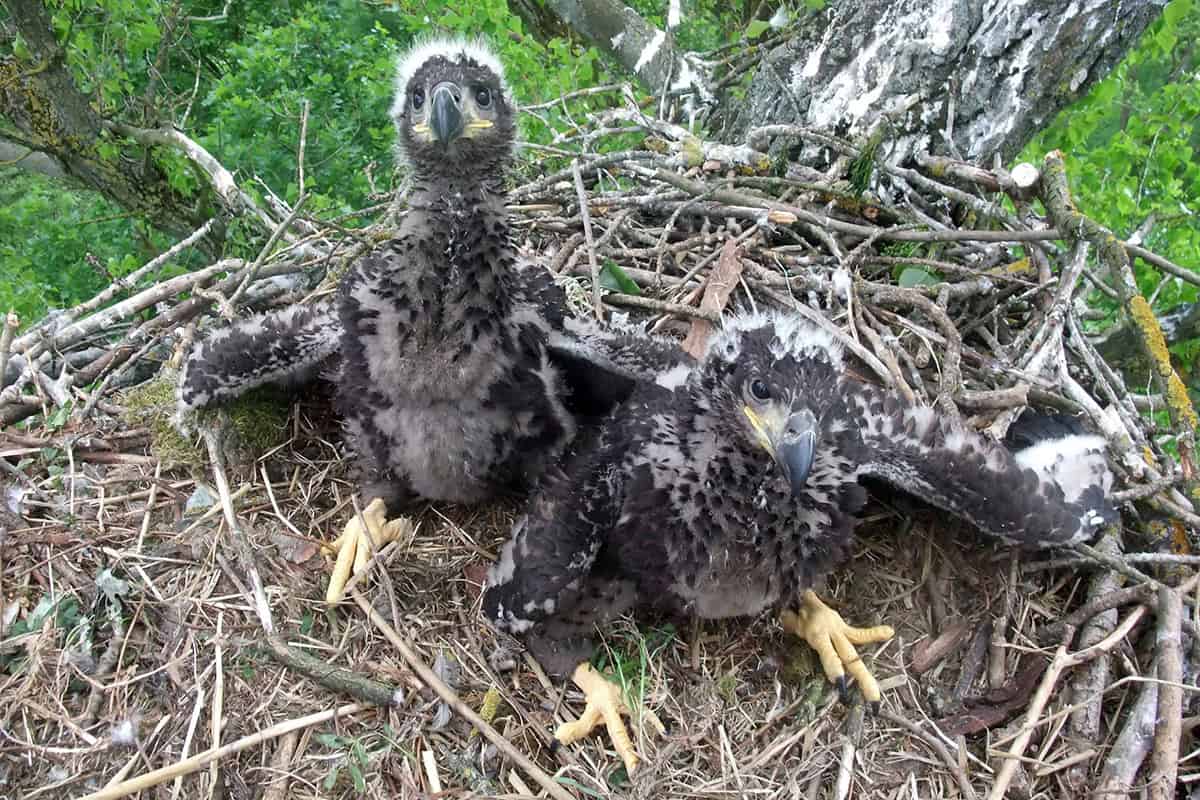Seeadlerküken im Horst