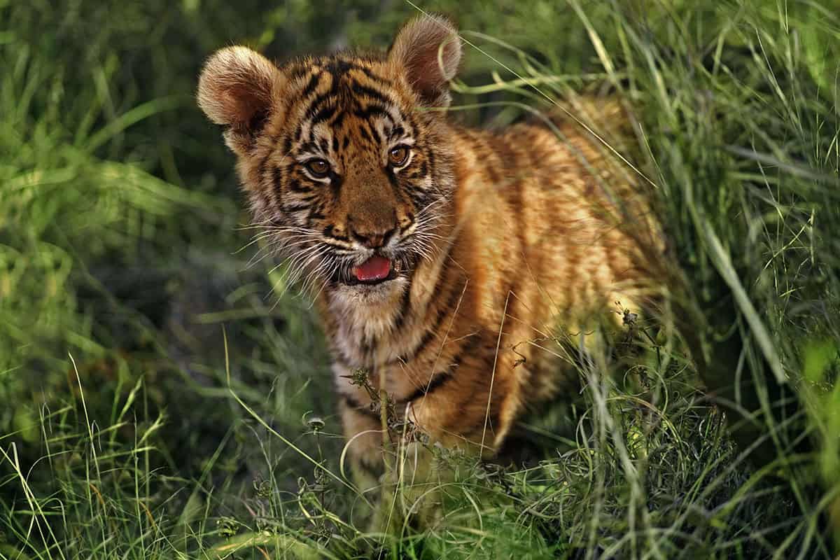 Tiger-Baby