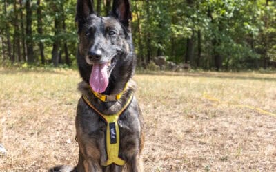 Good News: Finn ist neuer WWF-Naturschutzhund